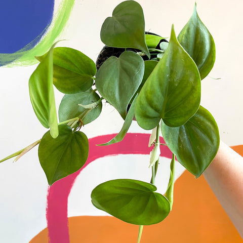 Heart Leaf Philodendron - Philodendron scandens - Sprouts of Bristol