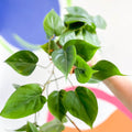 Heart Leaf Philodendron - Philodendron scandens - Sprouts of Bristol