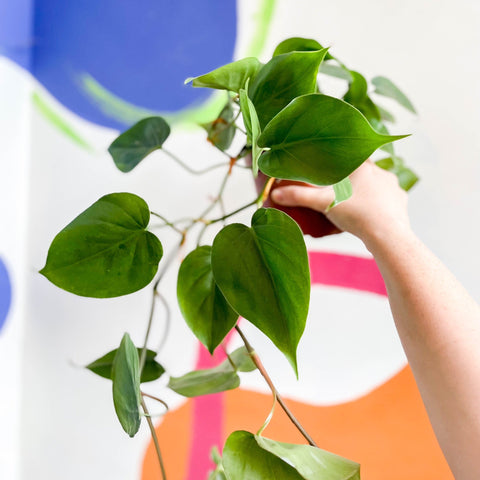 Heart Leaf Philodendron - Philodendron scandens - Sprouts of Bristol