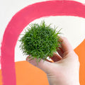Heath Pearlwort - Sagina subulata - Sprouts of Bristol