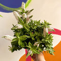 Hebe addenda 'Donna Jenna' - Sprouts of Bristol