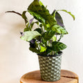 Hexagonal Zinc Metal Planter - Various Sizes - Sprouts of Bristol