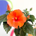 Hibiscus adonicus 'Salmon' - Sprouts of Bristol