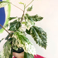 Hibiscus rosa-sinensis ‘Variegata’ - Sprouts of Bristol