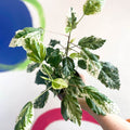Hibiscus rosa-sinensis ‘Variegata’ - Sprouts of Bristol