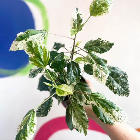 Hibiscus rosa-sinensis ‘Variegata’ - Sprouts of Bristol