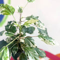 Hibiscus rosa-sinensis ‘Variegata’ - Sprouts of Bristol
