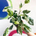 Hibiscus rosa-sinensis ‘Variegata’ - Sprouts of Bristol