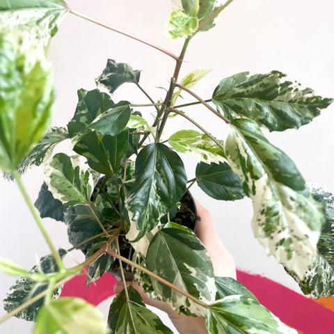 Hibiscus rosa-sinensis ‘Variegata’ - Sprouts of Bristol