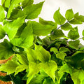 Holly Leaf Fern - Pteris - Sprouts of Bristol