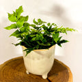 Holly Leaf Fern - Pteris - Sprouts of Bristol