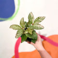 Holly-Leaved Hellebore - Helleborus argutifolius 'Pacific Frost' - Cotswold Grown Perennial - Sprouts of Bristol