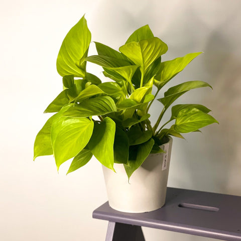 Homalomena rubescens 'Lemon Lime' - Sprouts of Bristol