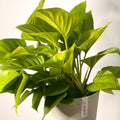 Homalomena rubescens 'Lemon Lime' - Sprouts of Bristol