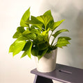Homalomena rubescens 'Lemon Lime' - Sprouts of Bristol
