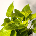 Homalomena rubescens 'Lemon Lime' - Sprouts of Bristol