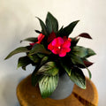 Hot Pink Busy Lizzie - Impatiens 'New Guinea' - Sprouts of Bristol