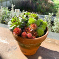 Houseleeks in Aged Terracotta Pot - Sempervivum - Sprouts of Bristol