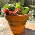 Houseleeks in Aged Terracotta Pot - Sempervivum - Sprouts of Bristol