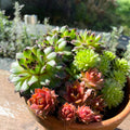 Houseleeks in Aged Terracotta Pot - Sempervivum - Sprouts of Bristol