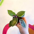 Hoya carnosa ‘Flamingo Dream’ - Sprouts of Bristol