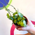 Hoya endauensis - Sprouts of Bristol