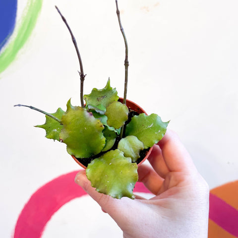 Hoya endauensis - Sprouts of Bristol