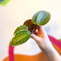 Hoya latifolia 'Albomarginata' - Sprouts of Bristol