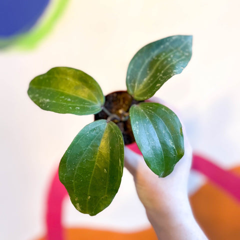 Hoya latifolia ‘Splash' - Sprouts of Bristol