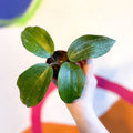 Hoya latifolia ‘Splash' - Sprouts of Bristol