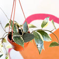 Hoya macrophylla - Sprouts of Bristol