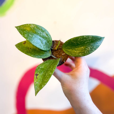 Hoya merrillii 'Splash' - Sprouts of Bristol