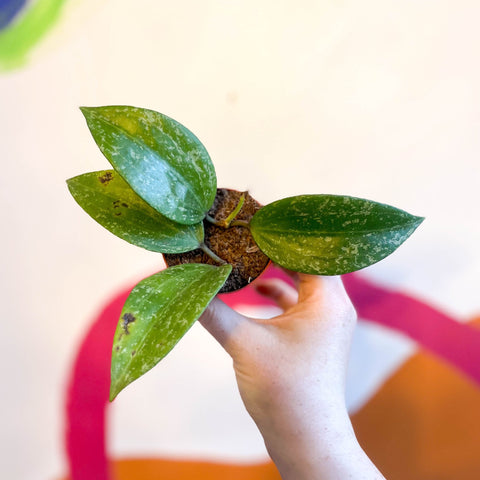 Hoya merrillii 'Splash' - Sprouts of Bristol