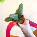 Hoya sigillatis 'Round Leaf' (Wide form) - Sprouts of Bristol