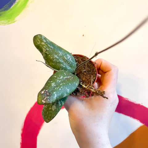 Hoya sigillatis 'Round Leaf' (Wide form) - Sprouts of Bristol