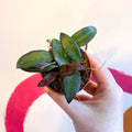 Hoya sp. ‘Philippines’ - Sprouts of Bristol