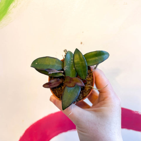 Hoya sp. ‘Philippines’ - Sprouts of Bristol
