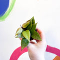 Hoya 'Sunrise' - Sprouts of Bristol