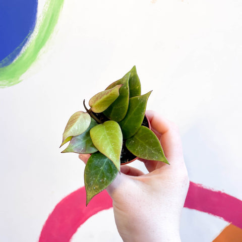 Hoya 'Sunrise' - Sprouts of Bristol