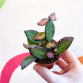 Hoya thomsonii x - Sprouts of Bristol