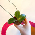 Hoya verticillata 'Black Edge' - Sprouts of Bristol