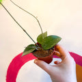 Hoya verticillata 'Black Edge' - Sprouts of Bristol