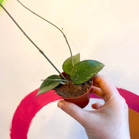 Hoya verticillata 'Black Edge' - Sprouts of Bristol