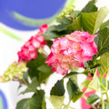 Hydrangea macrophylla 'Hot Red' - Sprouts of Bristol