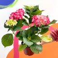 Hydrangea macrophylla 'Hot Red' - Sprouts of Bristol