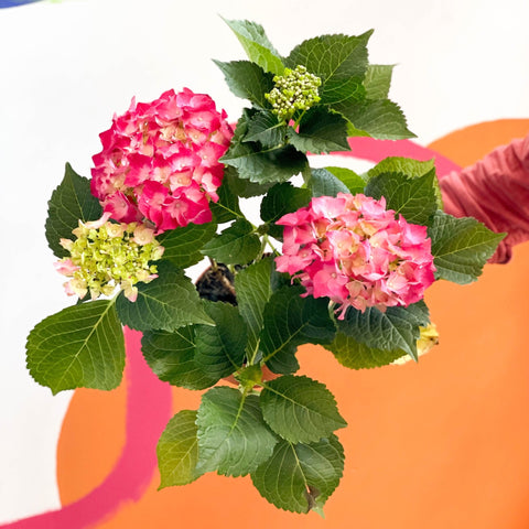Hydrangea macrophylla 'Hot Red' - Sprouts of Bristol