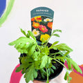 Icelandic poppy - Papaver nudicaule 'Champagne Bubbles' F1 - British Grown Herbaceous Perennial - Sprouts of Bristol