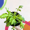 Icelandic poppy - Papaver nudicaule 'Champagne Bubbles' F1 - British Grown Herbaceous Perennial - Sprouts of Bristol
