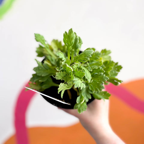 Icelandic poppy - Papaver nudicaule 'Garden Gnome' - British Grown Perennial - Sprouts of Bristol