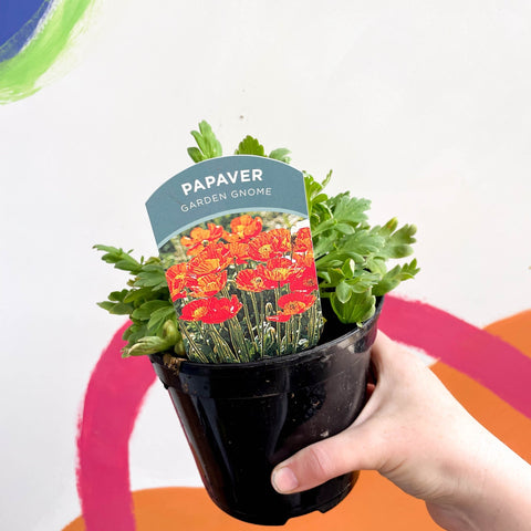 Icelandic poppy - Papaver nudicaule 'Garden Gnome' - British Grown Perennial - Sprouts of Bristol